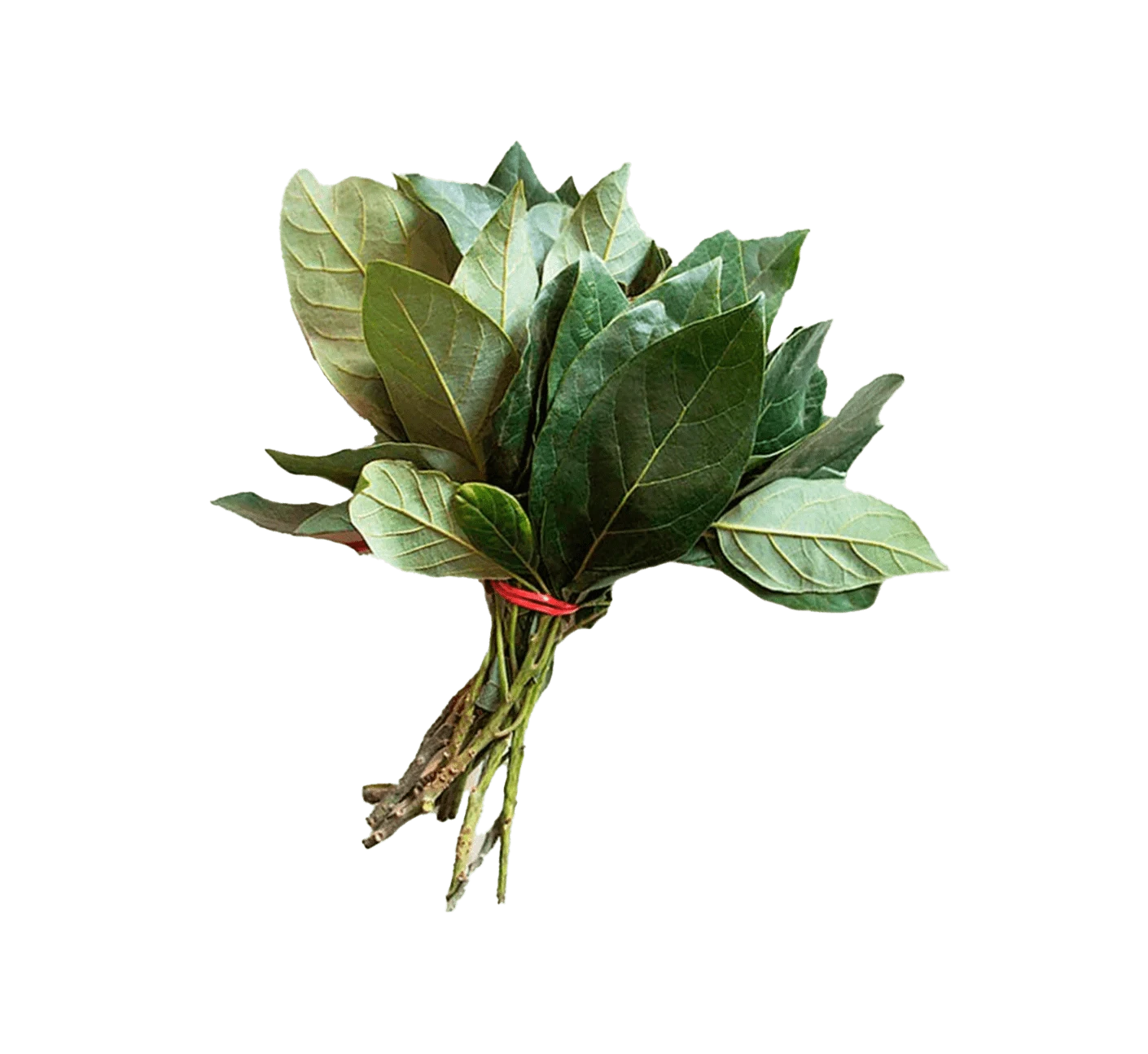 Pile of dried avocado leaves, Close-up of textured dried leaves, Aromatic cooking herb
